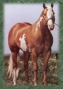 american paint horse horse breeds